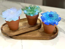 05-23-24 (Thursday)Sea Glass Succulents Workshop at Sugarbakers Cocktail Lounge 6pm (SOLD OUT)